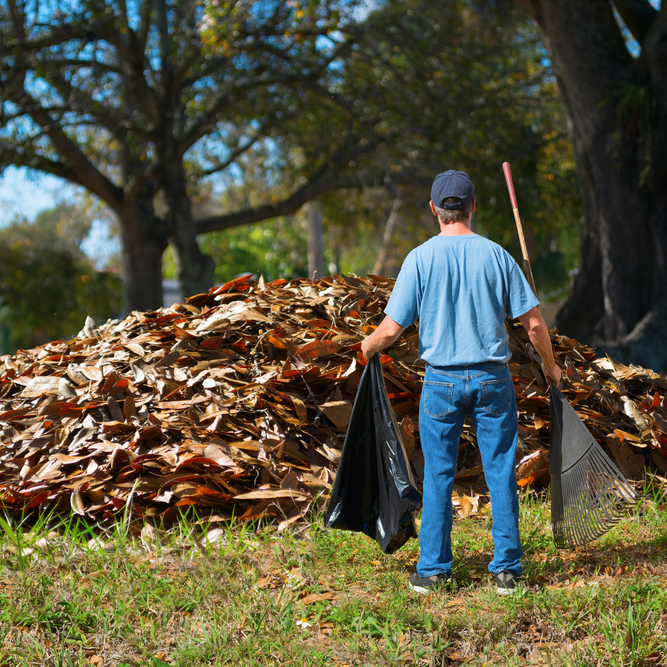 Yard Waste Removal